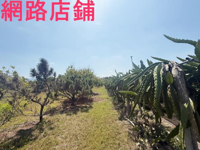 玉井透天-10