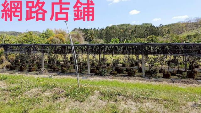 玉井透天-2