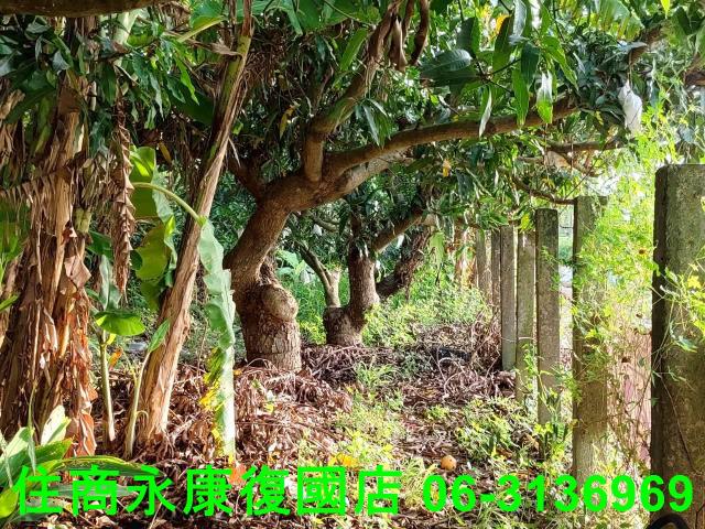 新化農地-10