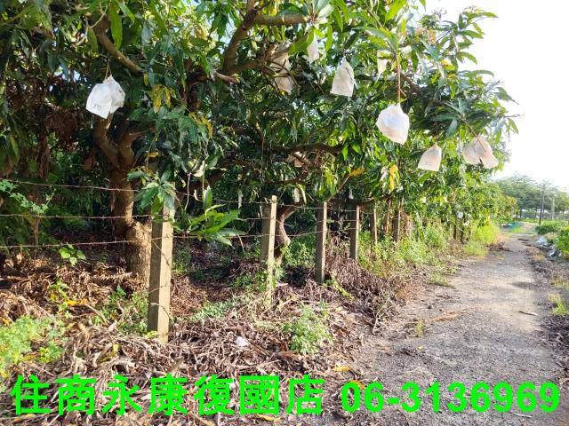 新化農地-6
