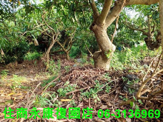 新化農地-7