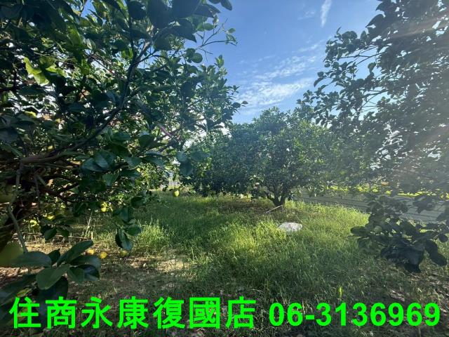 台南農地-3