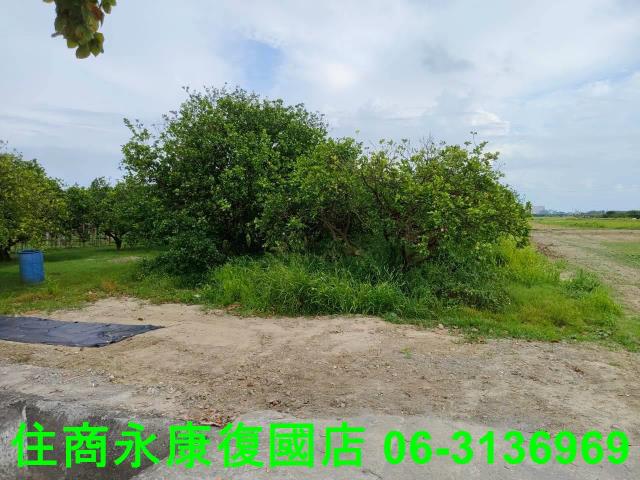 台南佳里農地-10