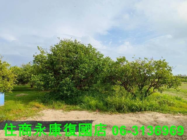 台南佳里農地-14